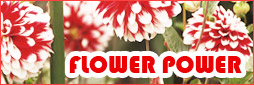 Fly Auckland to Christchurch - Flower Power